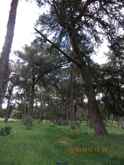 Juniperus thurifera
