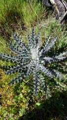 Cirsium occidentale occidentale