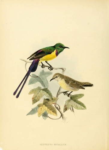 Nile Valley Sunbird
