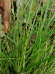 Carex distachya