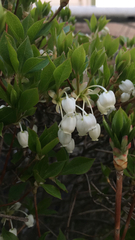 Magnoliopsida