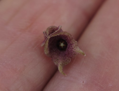 Pseudopectinaria malum Lavranos 3