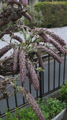 Magnoliopsida