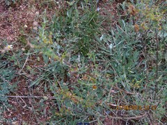 Spergularia segetalis