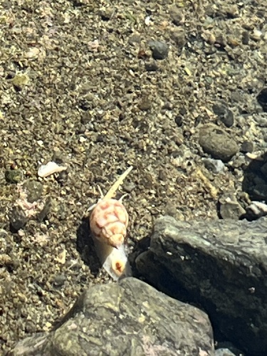 Nassarius spiratus, 2026-05-17