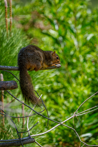 iNaturalist observation photo of Eastern Fox Squirrel