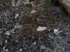 Thymus reverdattoanus