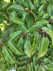 Prunus lusitanica