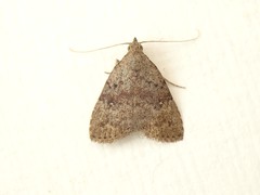 Tolpiodes oligolasia