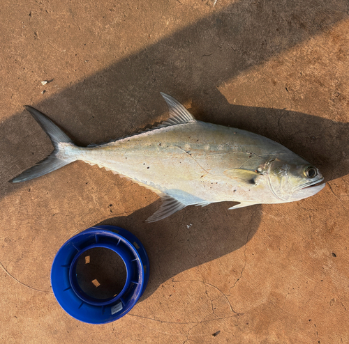 Giant Queenfish