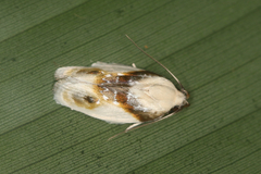 Antaeotricha ribbei