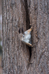 Sciurus vulgaris