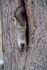 Sciurus vulgaris
