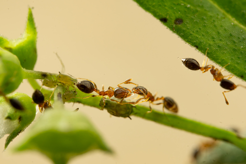 Flower Ant