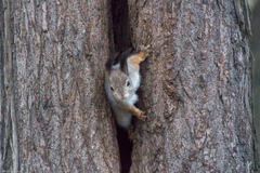 Sciurus vulgaris