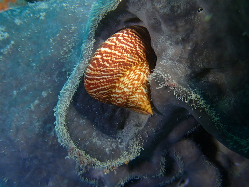 Calliostoma tigris, 2026-05-17