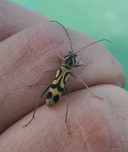 Bamboo Tiger Longhorn