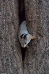 Sciurus vulgaris