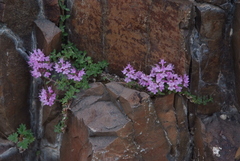 Thymus reverdattoanus