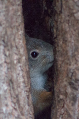 Sciurus vulgaris