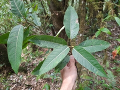 Ficus virens sublanceolata