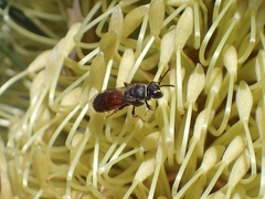 Hylaeus littleri