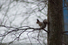 Sciurus vulgaris