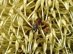 Hylaeus littleri