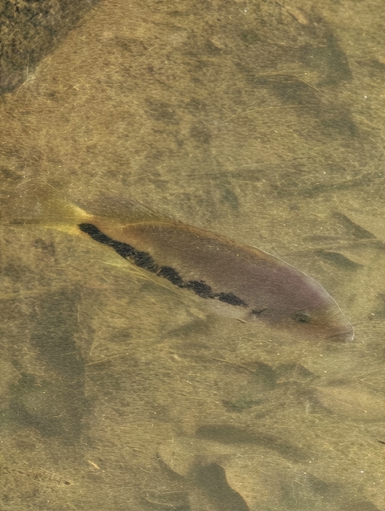 Vieja fenestrata — Cichlidae