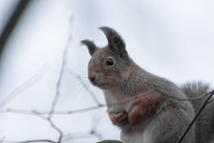 Sciurus vulgaris