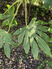 Fatsia