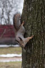 Sciurus vulgaris