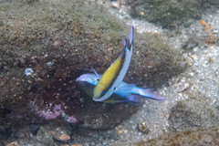 Chromis nitida