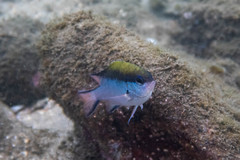 Chromis nitida