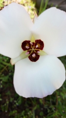 Calochortus catalinae