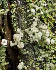 Cladonia botrytes
