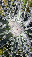 Cirsium occidentale occidentale