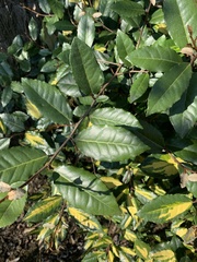 Elaeagnus reflexa