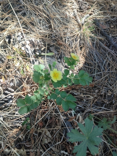Drymocallis fissa, photograph 1