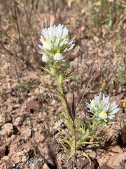 Castilleja exserta exserta