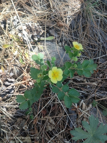 Drymocallis fissa, photograph 2