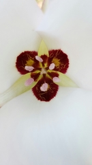 Calochortus catalinae