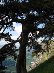 Pinus heldreichii