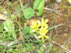 Gagea bohemica