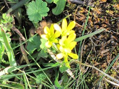 Gagea bohemica