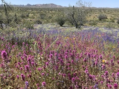 Castilleja exserta exserta
