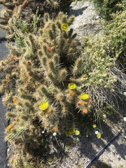 Cylindropuntia ganderi