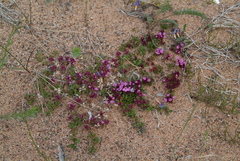Thymus reverdattoanus