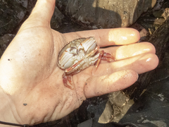 Metacarcinus novaezelandiae