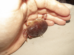 Metacarcinus novaezelandiae